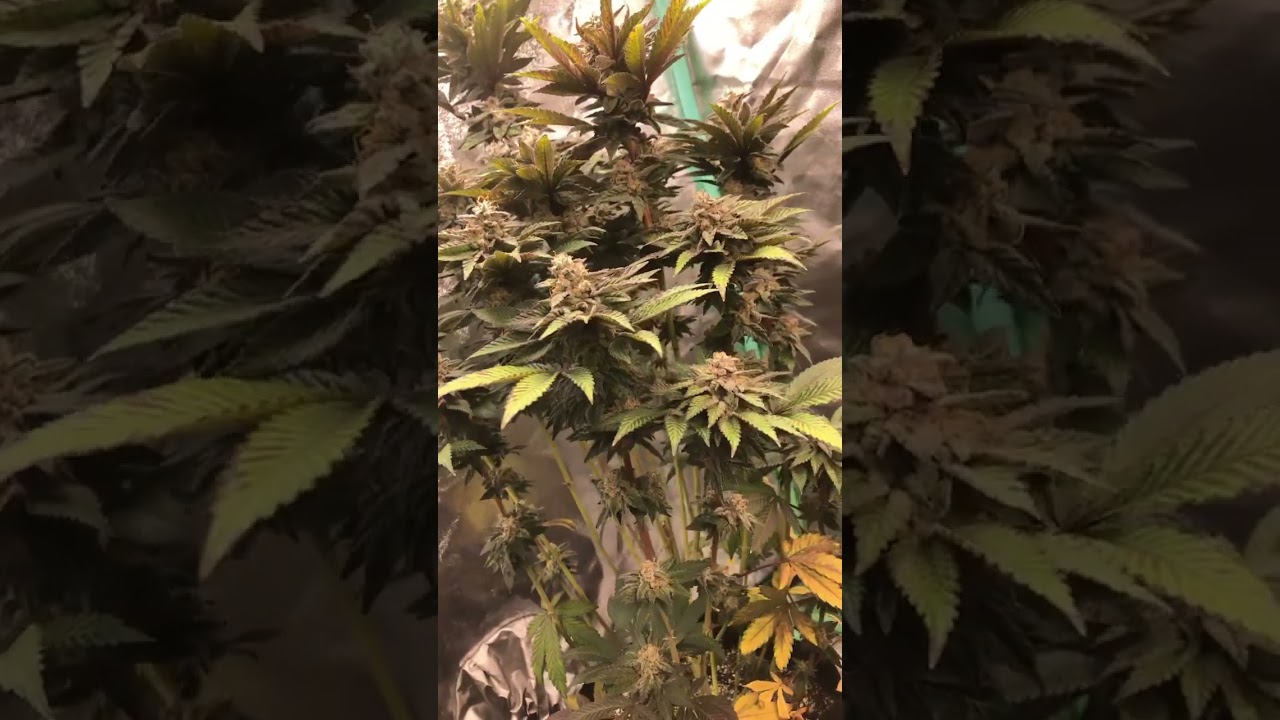 Northern lights #10 from crop king seeds #growyourown #growth #growlight #cannabisgrowers #canada