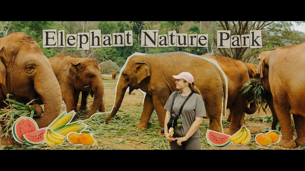 Elephant Nature Park in Chiangmai. Happy little elephants playing together