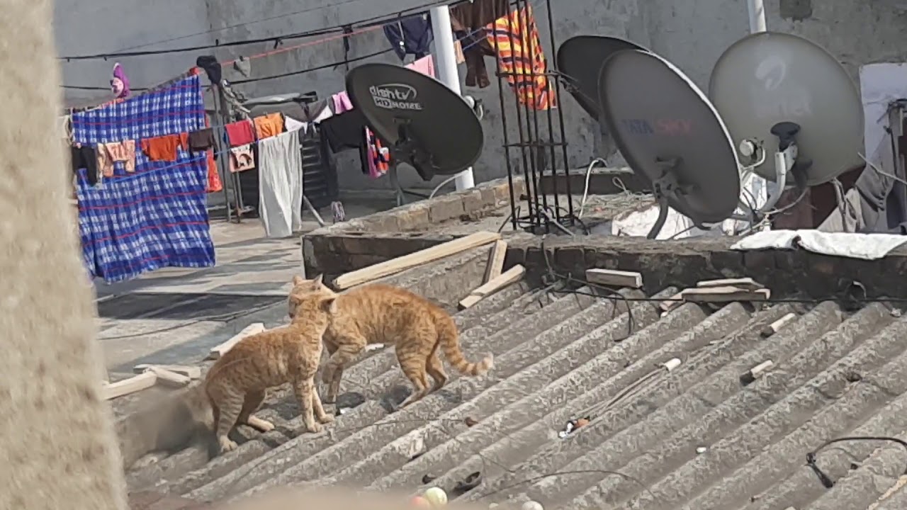 Cat fight to kill each Other