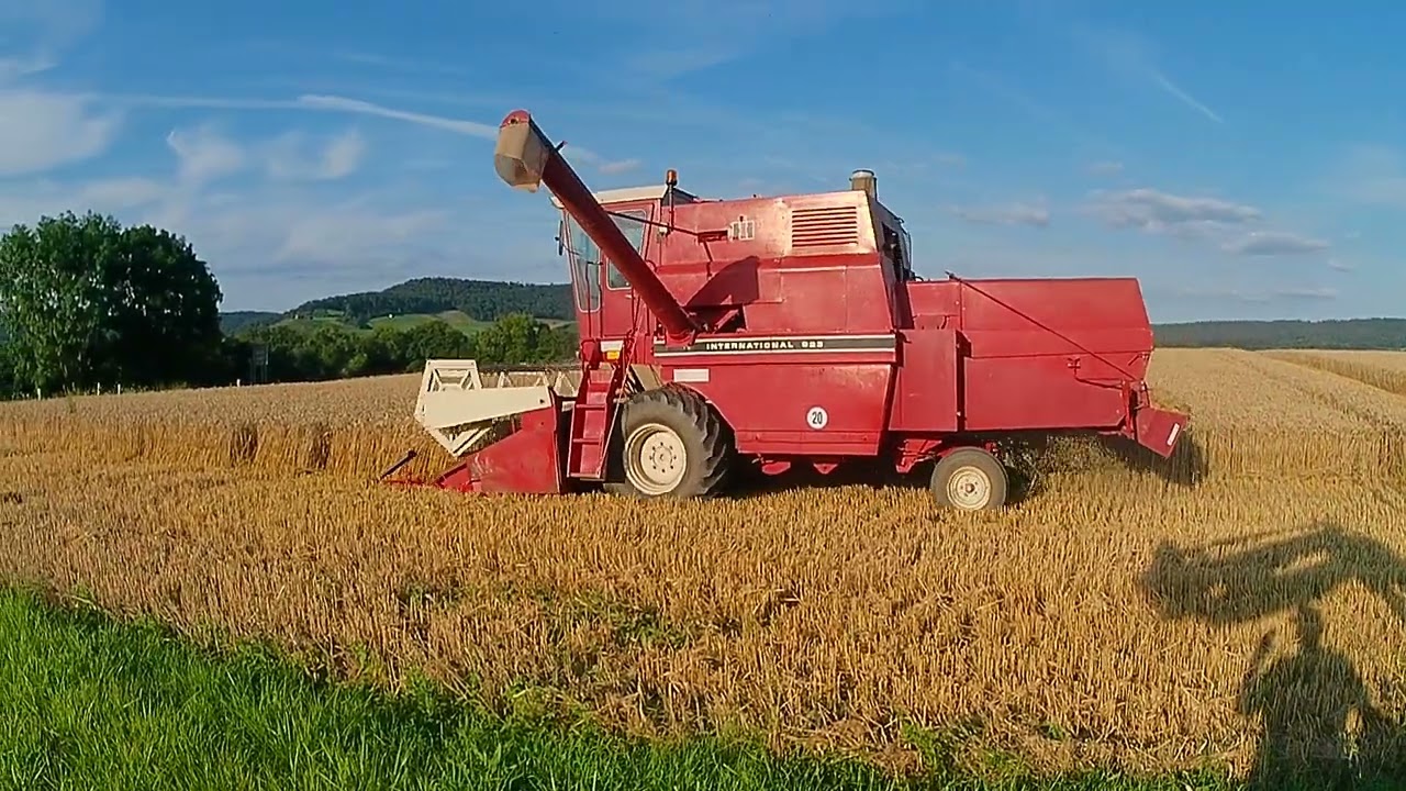 Weizen dreschen mit IHC 923
