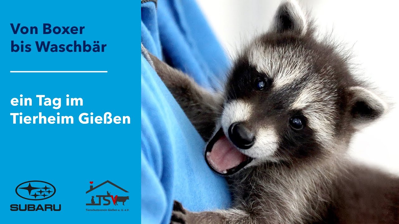 Von Boxer bis Waschbär | ein Tag im Tierheim Gießen