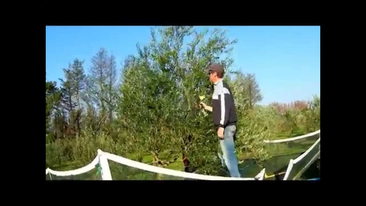 Récolte d'olives avec la nacelle Novaxion et un peigne vibreur de récolte d'olives
