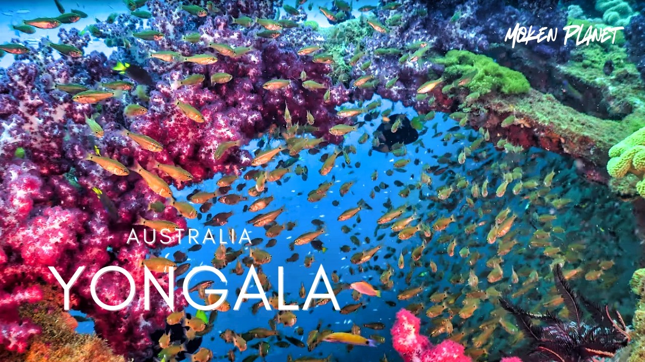 THE YONGALA︱ AUSTRALIA'S MOST LEGENDARY WRECK ︱GREAT BARRIER REEF︱WORLD BEST SCUBA DIVING ︱4K HDR