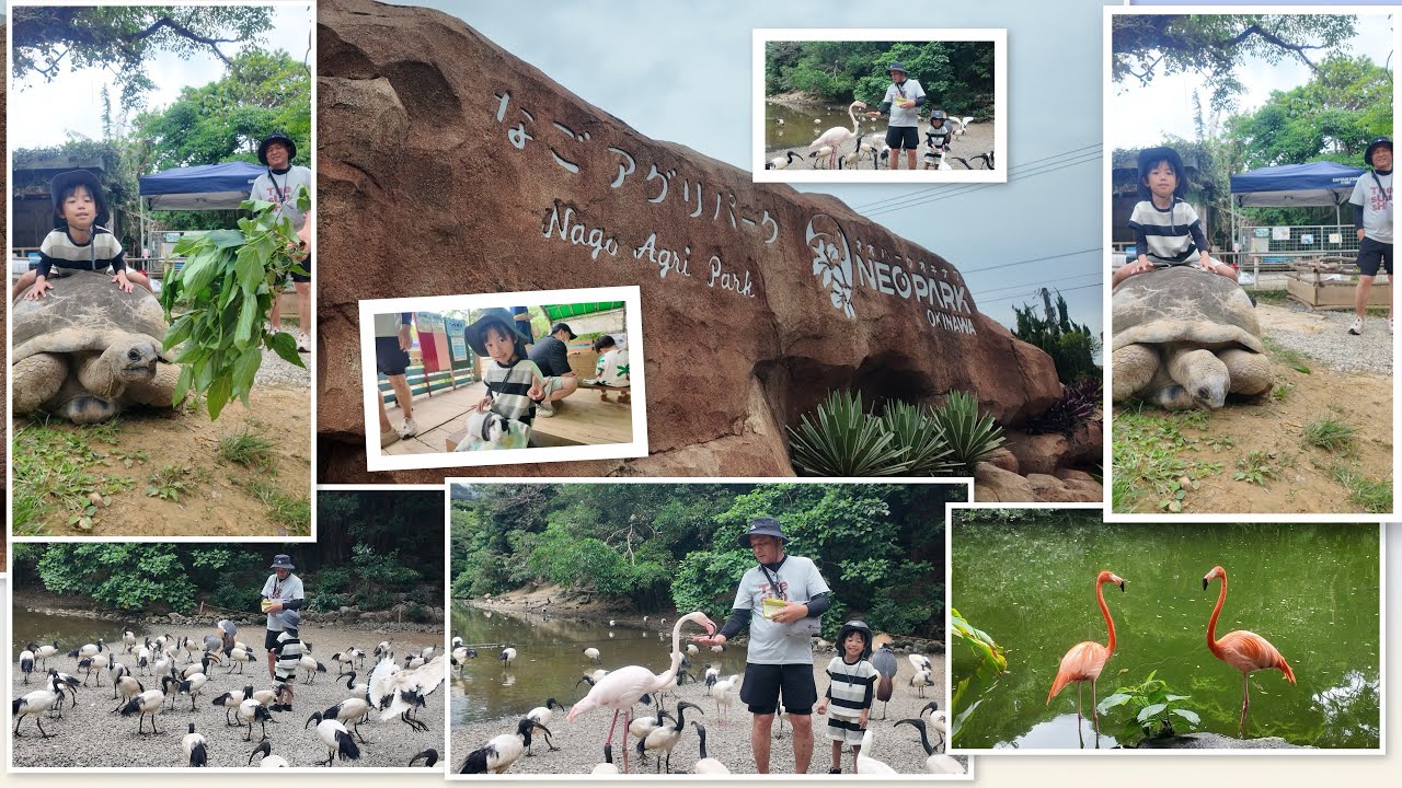 NEO PARK OKINAWA 🦩🐢