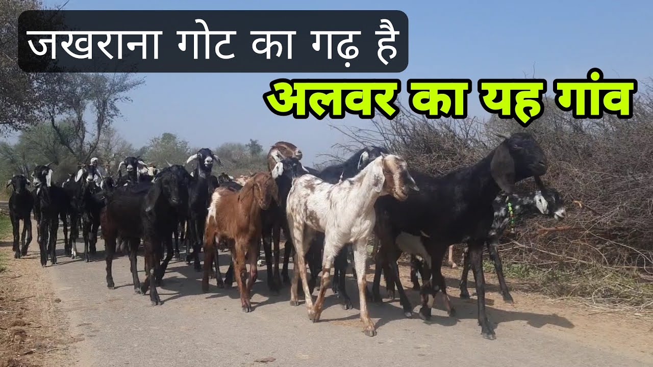 जखराना बकरी का पालन होता है इस गाँव में | jakhrana goat alwar rajasthan
