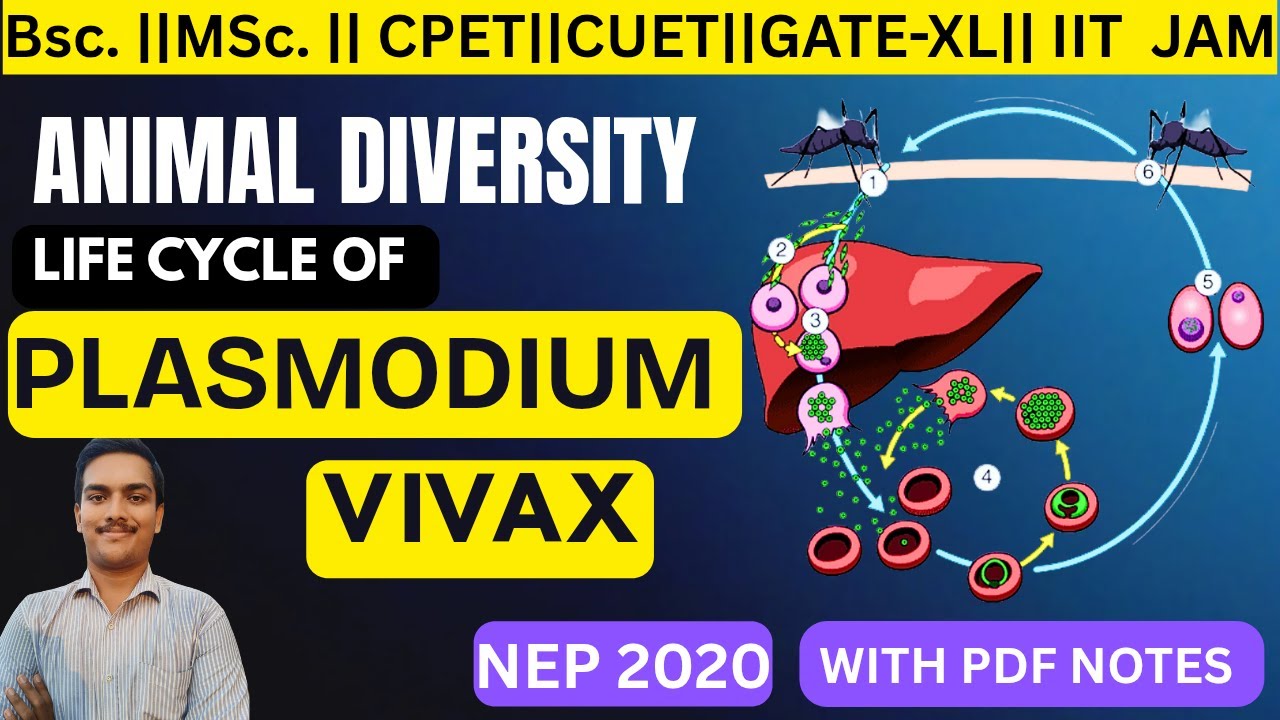 Life Cycle & Pathogenicity of PLASMODIUM VIVAX 🦟| MSc. | BSc.| CPET