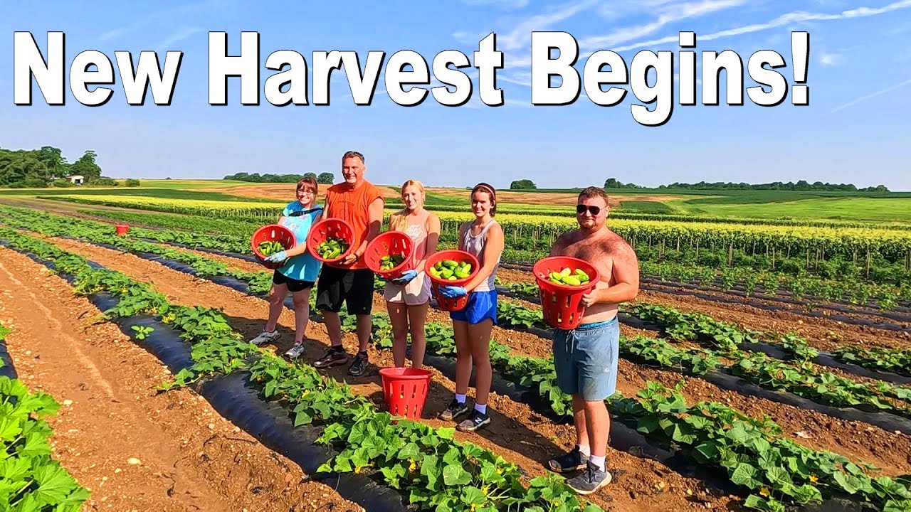 New Field Crops Coming In + Another INSANE Greenhouse Tomato Haul!