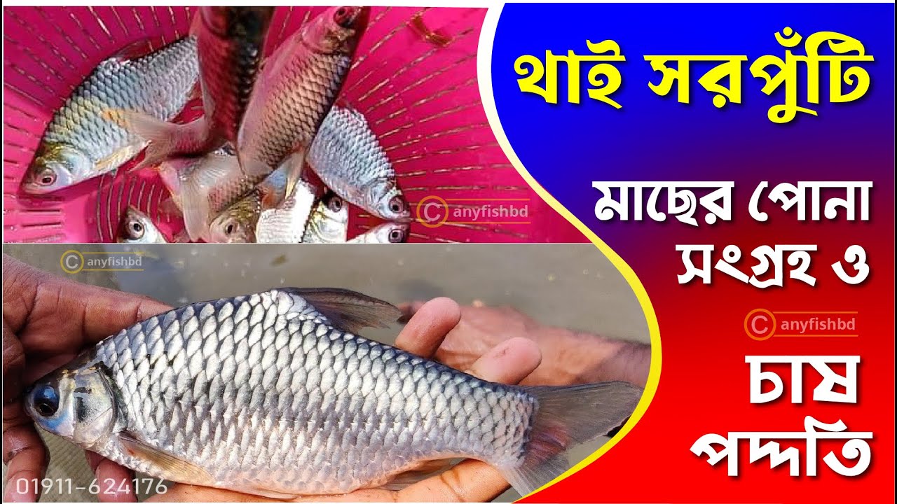থাই সরপুঁটি মাছের পোনা চাষের আদ্যোপান্ত | থাই সরপুঁটি মাছ চাষ পদ্ধতি | রাজপুঁটি মাছ | Any Fish BD