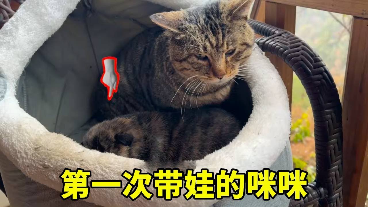 咪咪回家了，还第一次学着带娃，这一幕也太温馨啦！【乡野志刚】