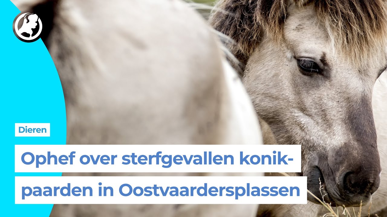 Discussie over situatie paarden in Oostvaardersplassen laait hoog op