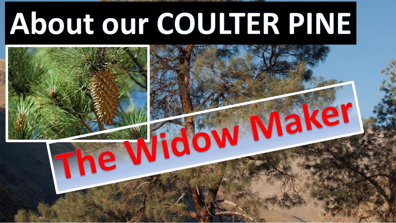 Coulter Pine WIDOW MAKER CONES Pinus coulteri - LARGEST pine cone in the WORLD. Los Padres Forest.