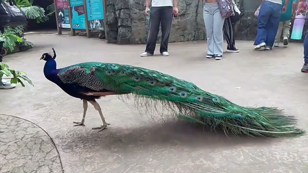 Bioparque Ukumarí Pereira, animales increíbles y conservación.