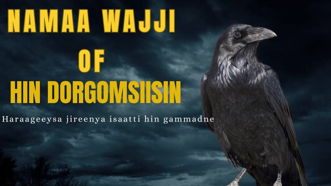 NAMA WAJJI OF HIN DORGOMSIISIN #oromotiktok #oromomusic #oromocomedy #oromobeauty