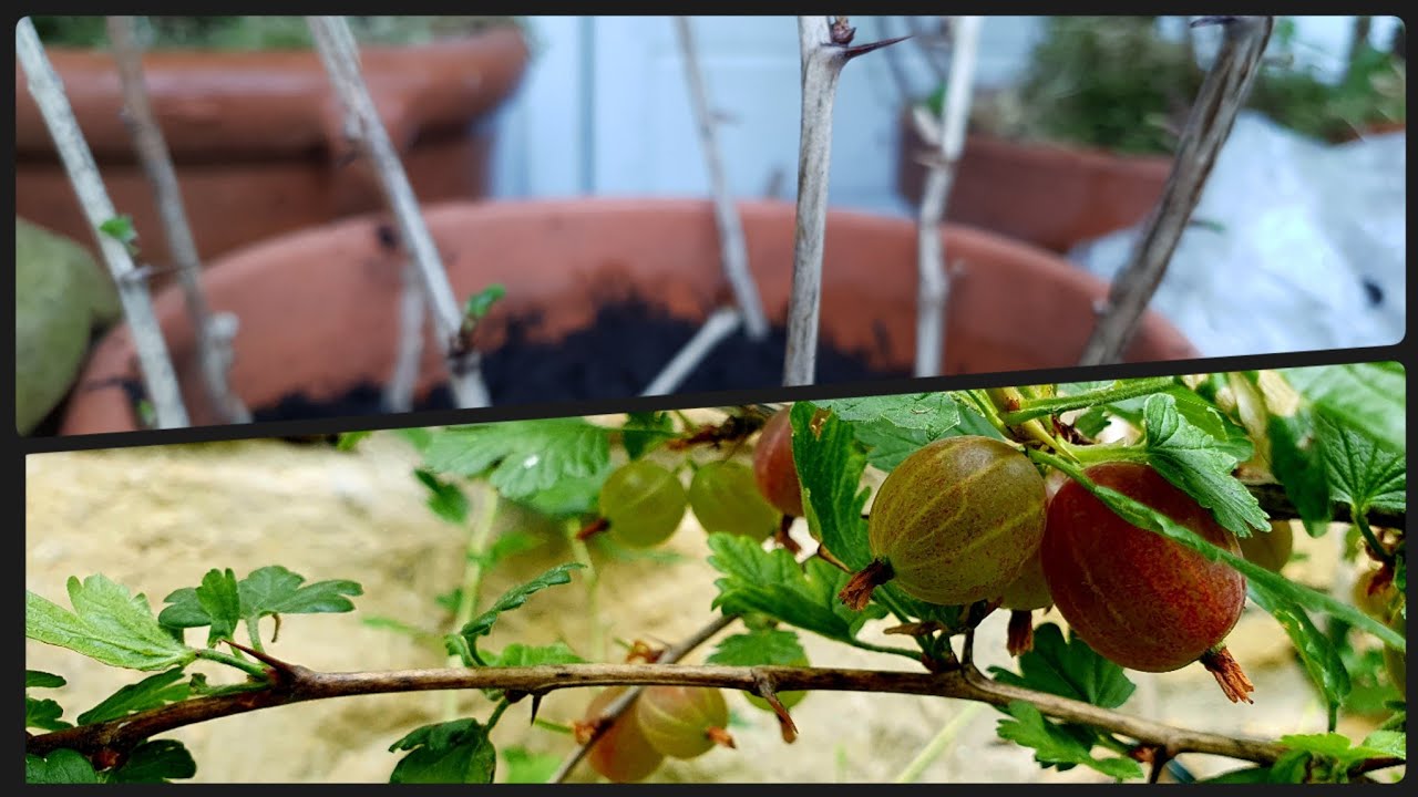 Propagating Gooseberries (Ribes uva-crispa): making lots of FREE plants.