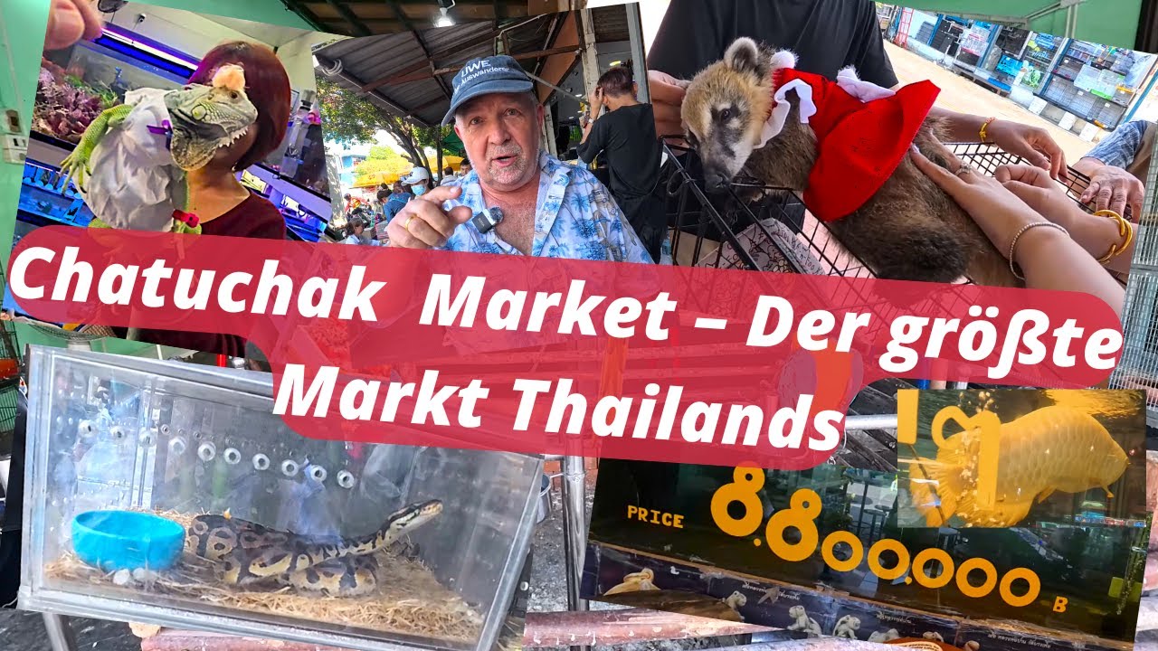 250.000 Euro!! Der teuerste Zierfisch in Asien. Chatuchak Markt heute 