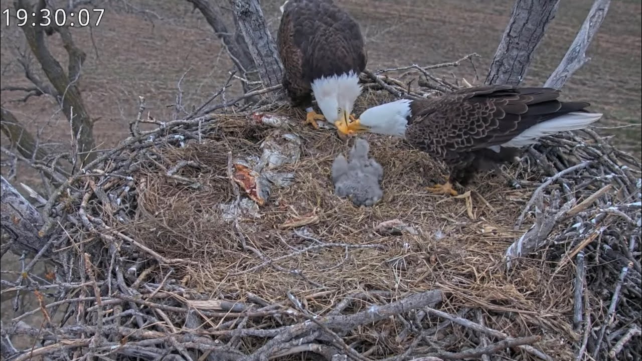 Kansas Eagles 3-17-26.  Precious Family Sleepover; Tandem Feeding Fun; The Pantry Stays Stocked!