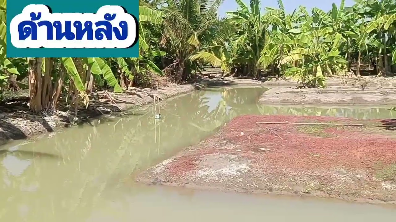 ขายบ้านสวนพร้อมอยู่ ทำเลค้าขาย ปังมาก! 🌷5️⃣ ไร่ (โฉนดครุฑแดง)ต.หนองสาหร่าย อ.ดอนเจดีย์ จ.สุพรรณบุรี