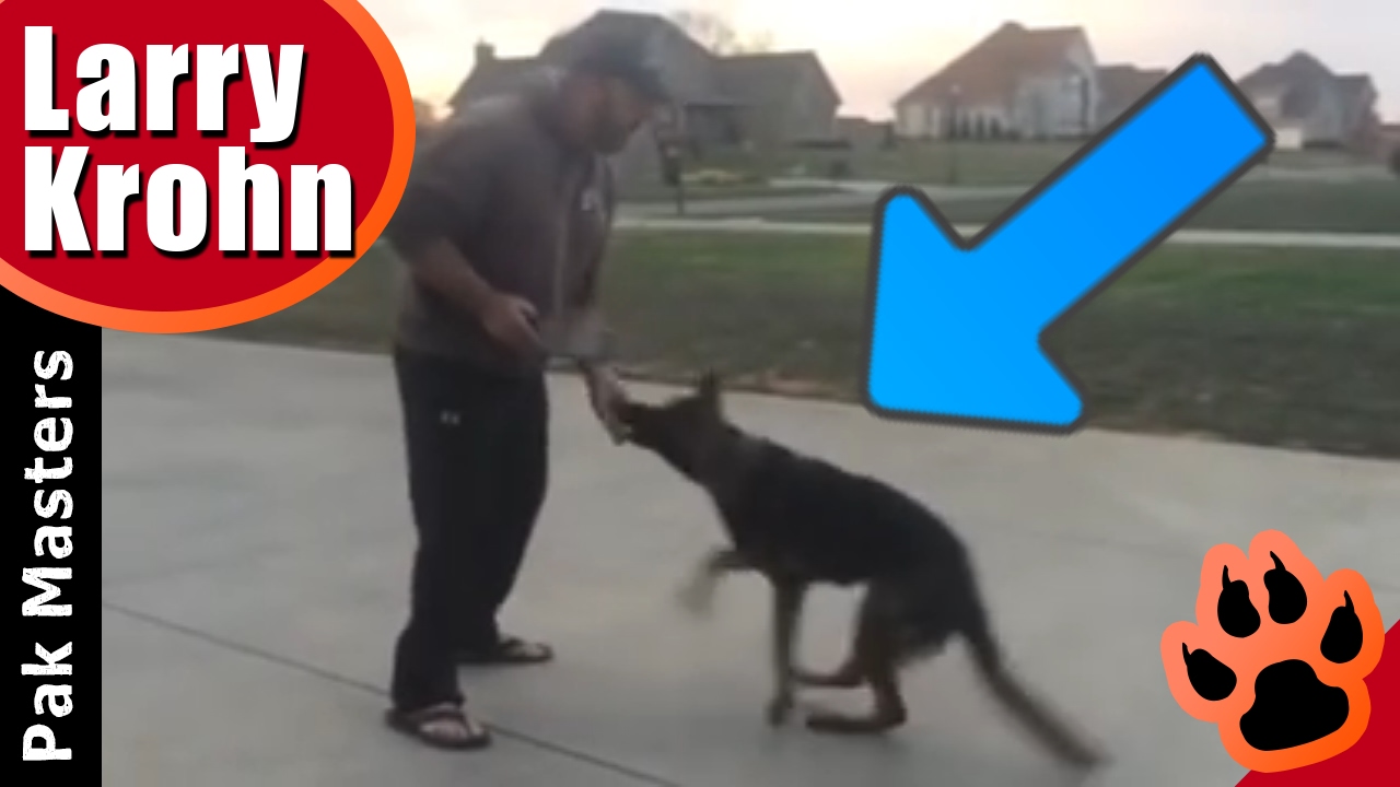 Dog training with luring, marking, verbal corrections, physical corrections and food reward
