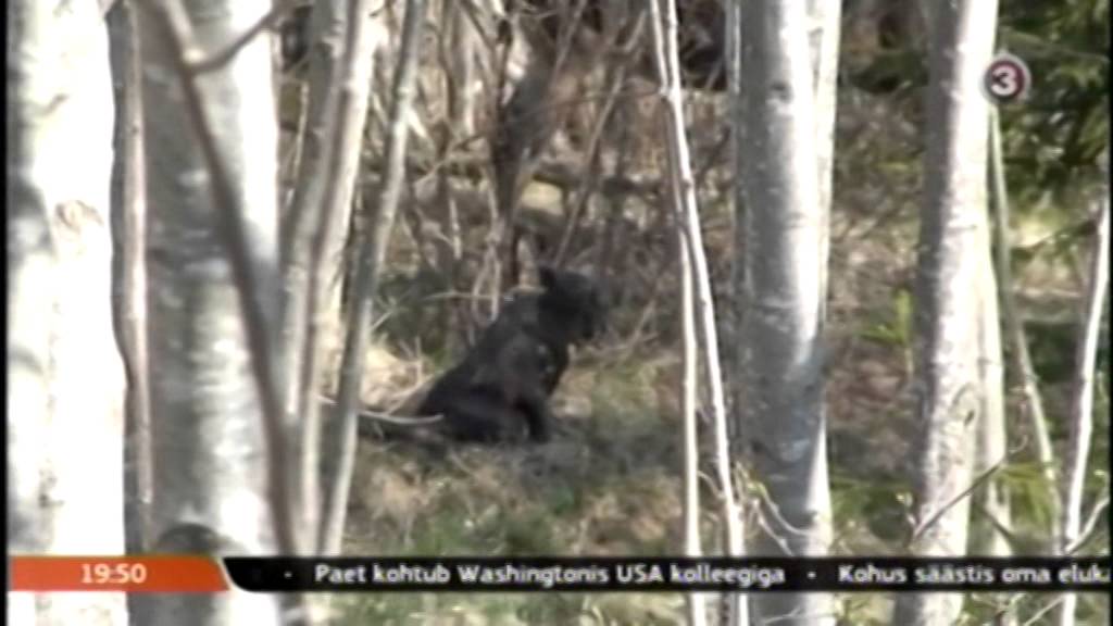 Põdravasikad Seitsmestes uudistes TV3 28 mai 2014