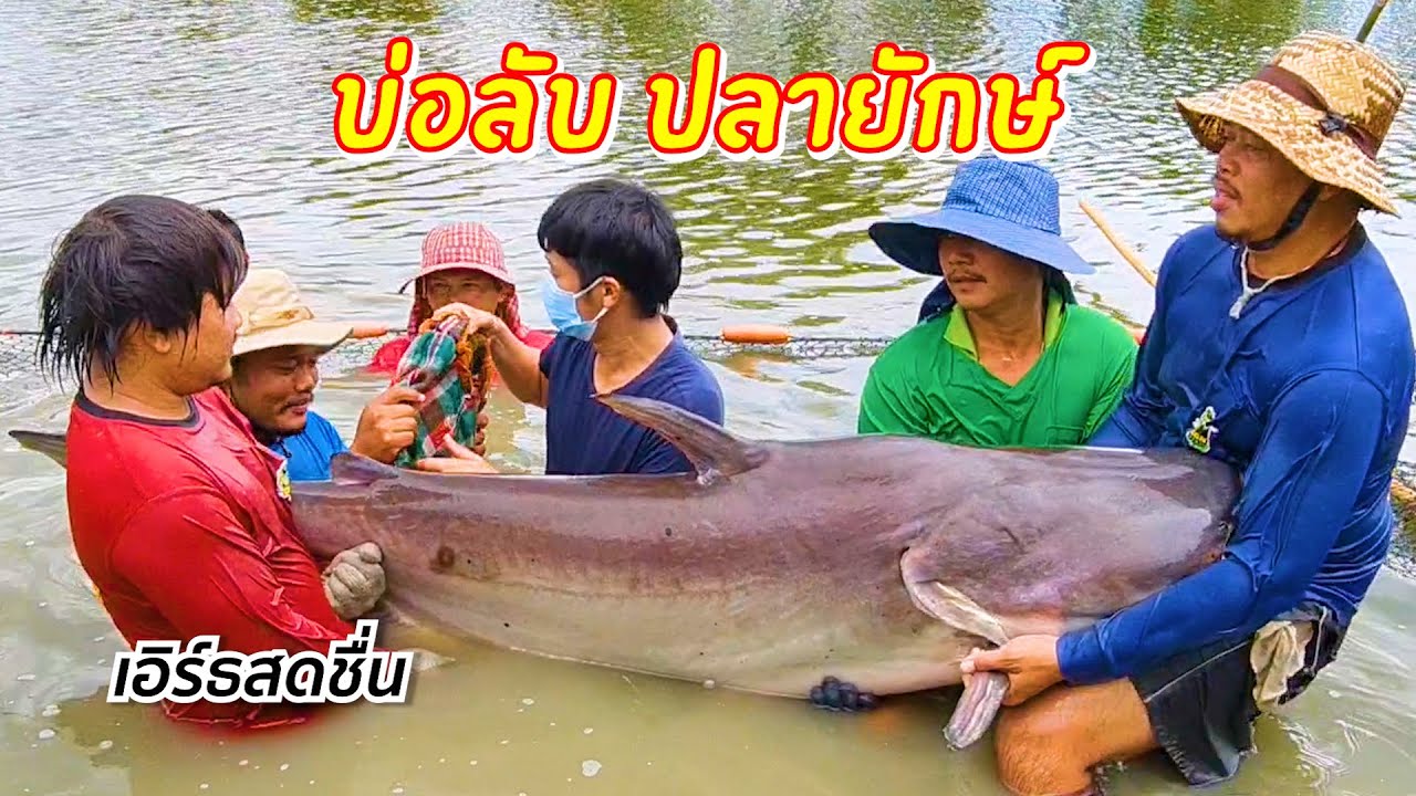 บุกบ่อลับ ปลายักษ์ ปลาแปลก ซีรีส์ปลาตอน 3 | เอิร์ธสดชื่น