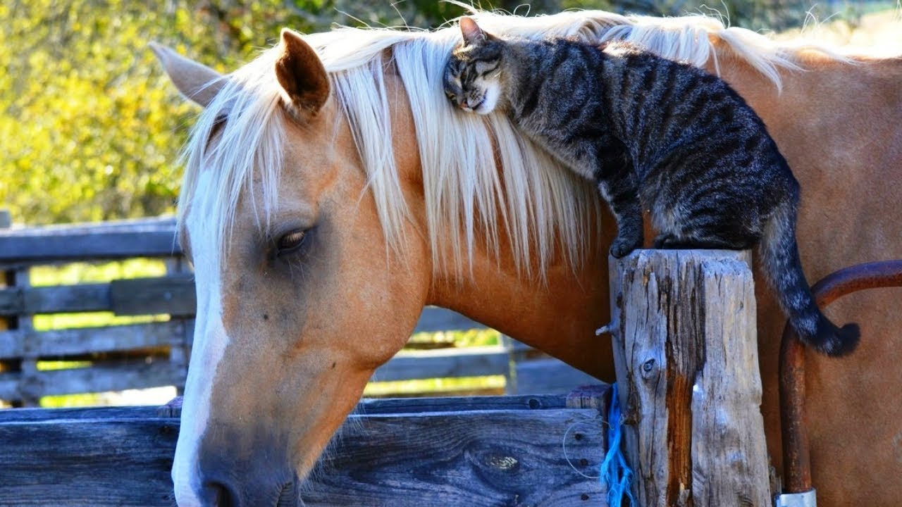 Horse And Cat Are Best Friends Compilation