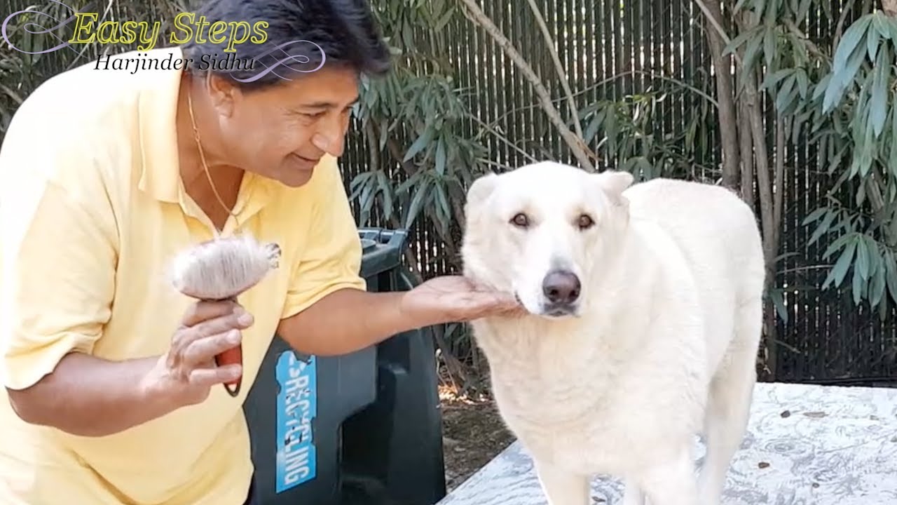 Living With A White German Shepherd | Bruno | White German Shepherd Grooming Time