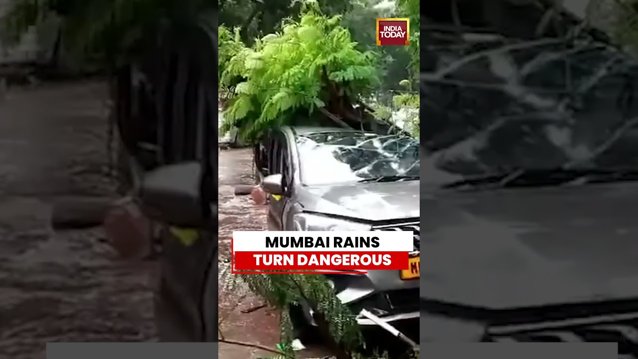 Mumbai: Trees Uprooted And Vehicles Damaged As Heavy Rain Continues #breakingnews #monsoon #mumbai