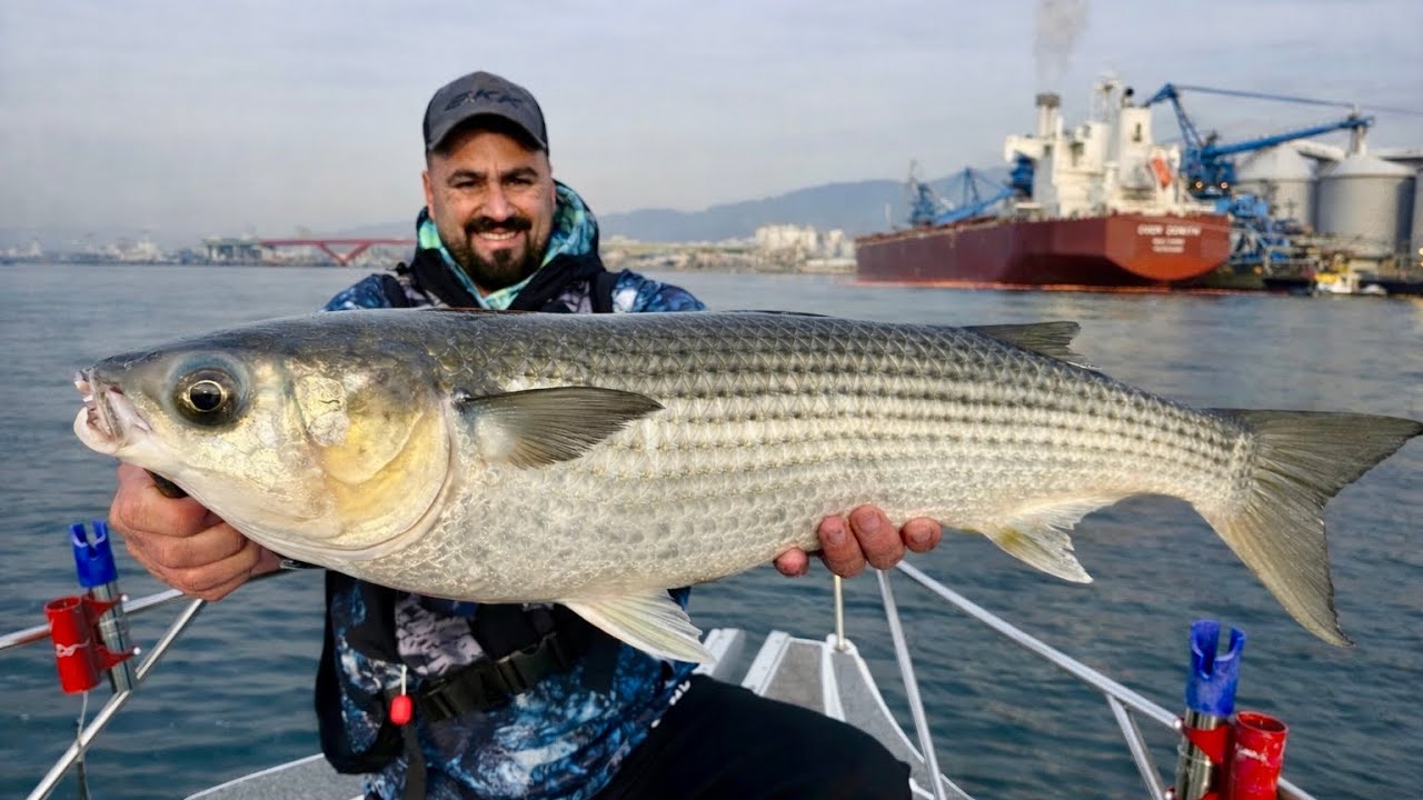 Rekor Boy Kefalleri Jigle Yakaladık !! / Japonya’da Balıkların İçinden Geçtik
