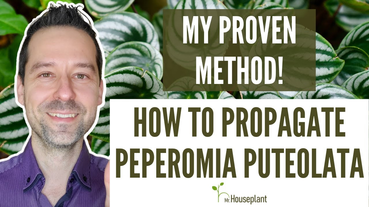 How to Propagate Peperomia Puteolata? (My Proven Method)
