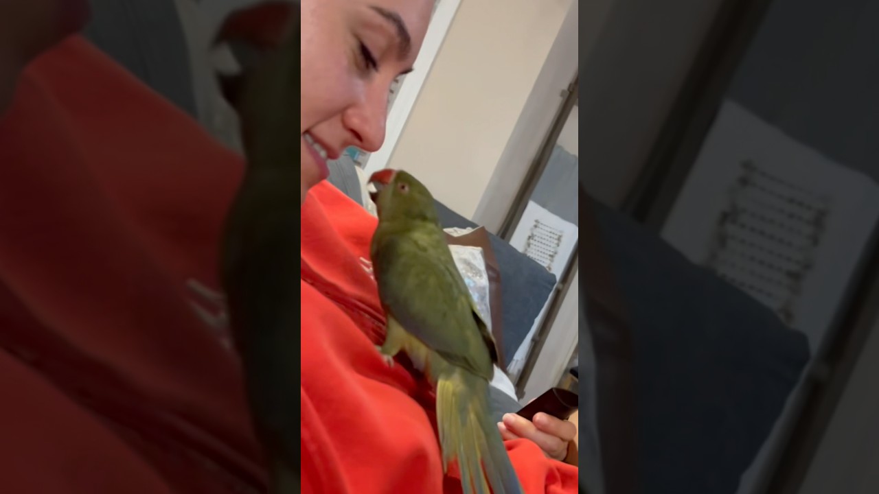She’s so sweet for this! 🥹 #babyanimals #talkingbird #talkingparrot #cuteanimals #baby #parrot #irn