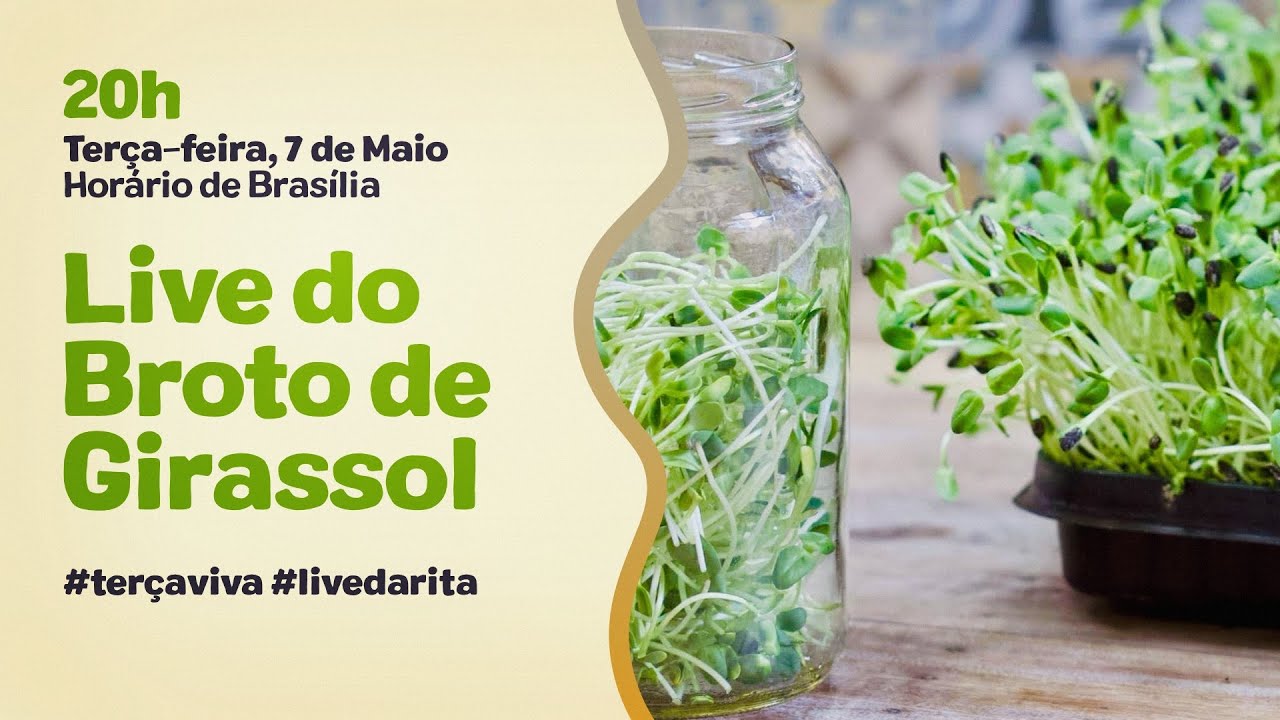 Live do Broto de Girassol | #livedarita #terçaviva