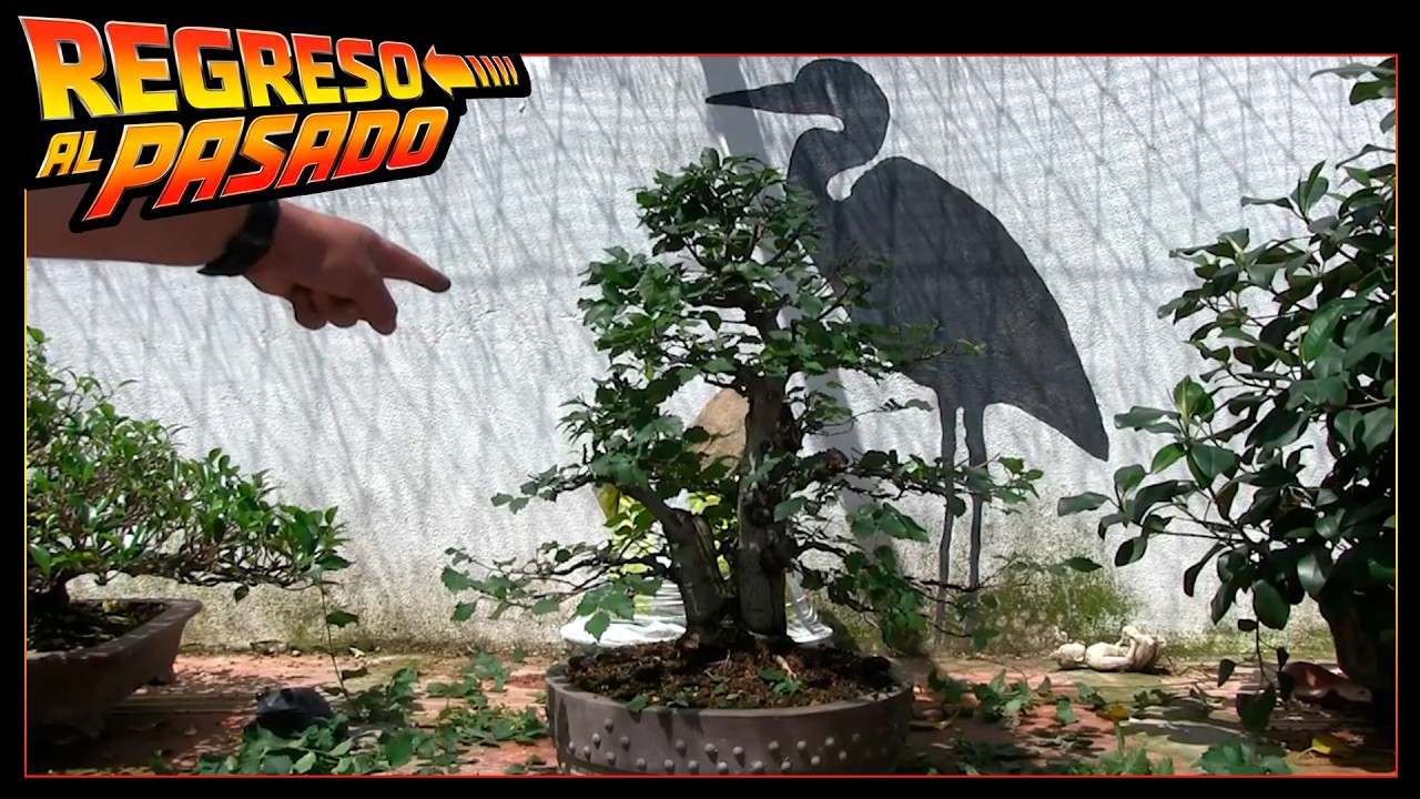 Trabajar Bonsai doble tronco | PINZADO