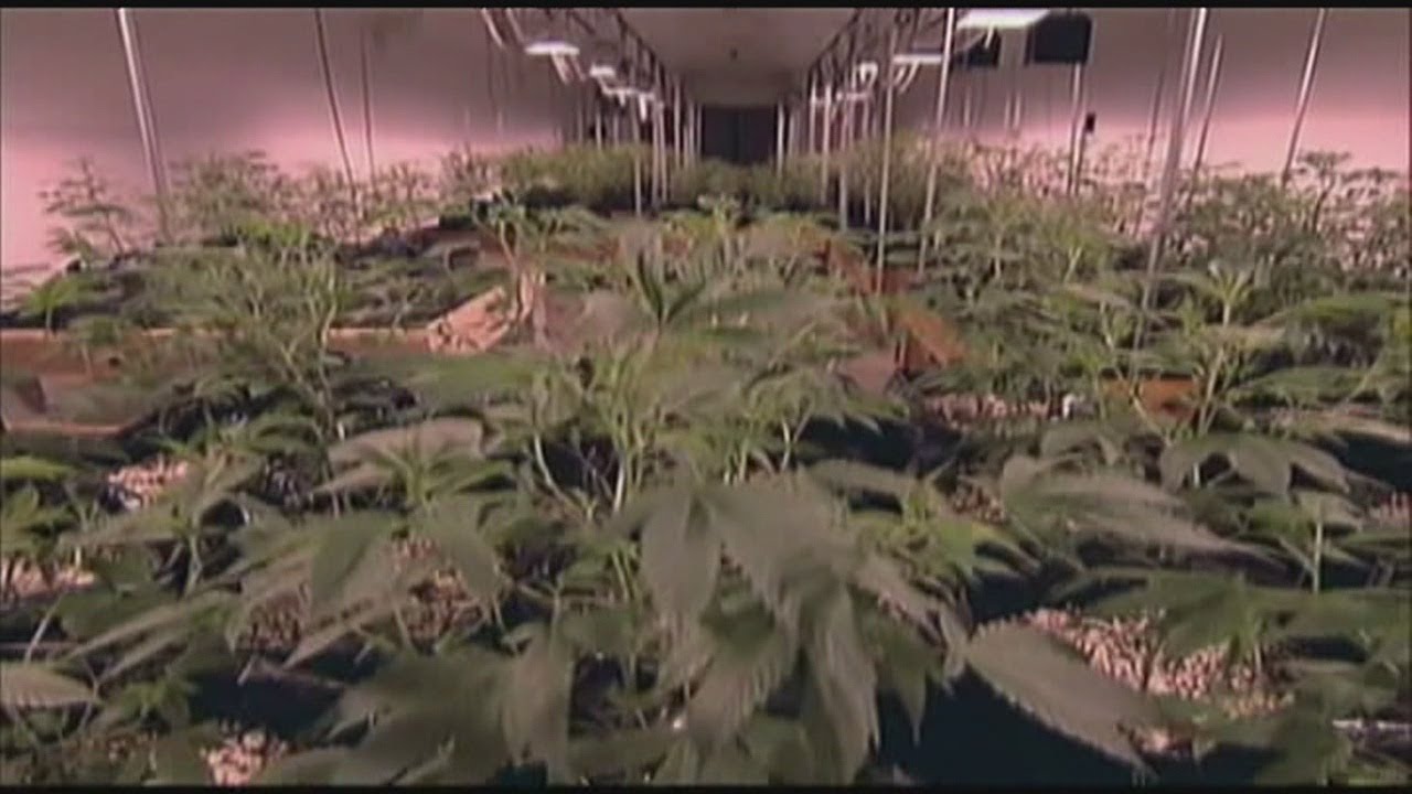 Teens stealing medical marijuana