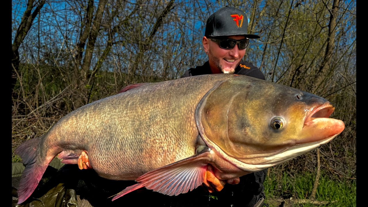 FEEDERMANIA-Körösi Busák 2024. Silver carp fishing in the river.