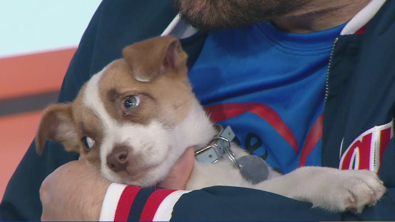 Tail waggin' Tuesday: Meet Travis, Ozzy, and Hamlet