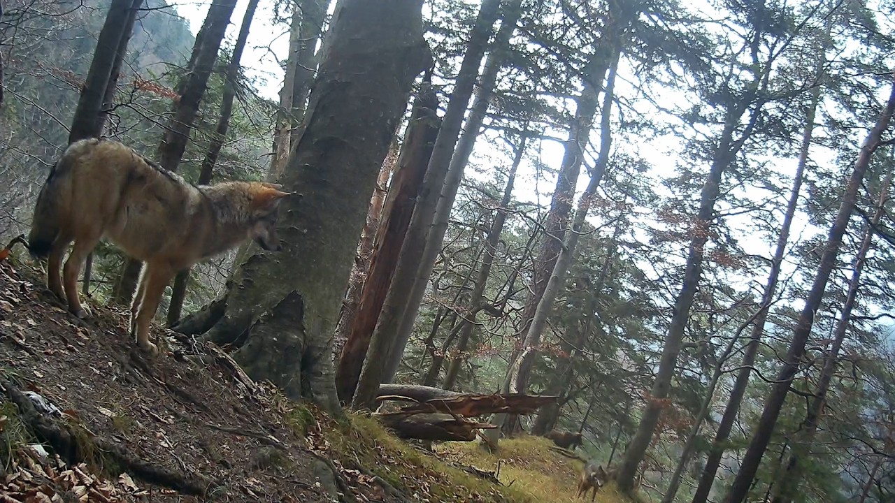 Ako mi medveď prekazil najlepšie video (Fotopasca Veľká Fatra)