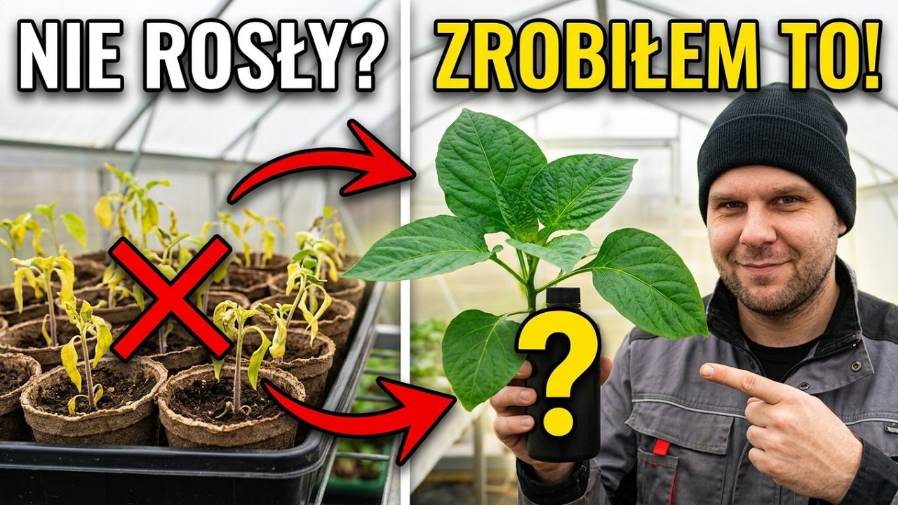 Rozsady nie rosną? Zrobiłem regał z LEDami za grosze!