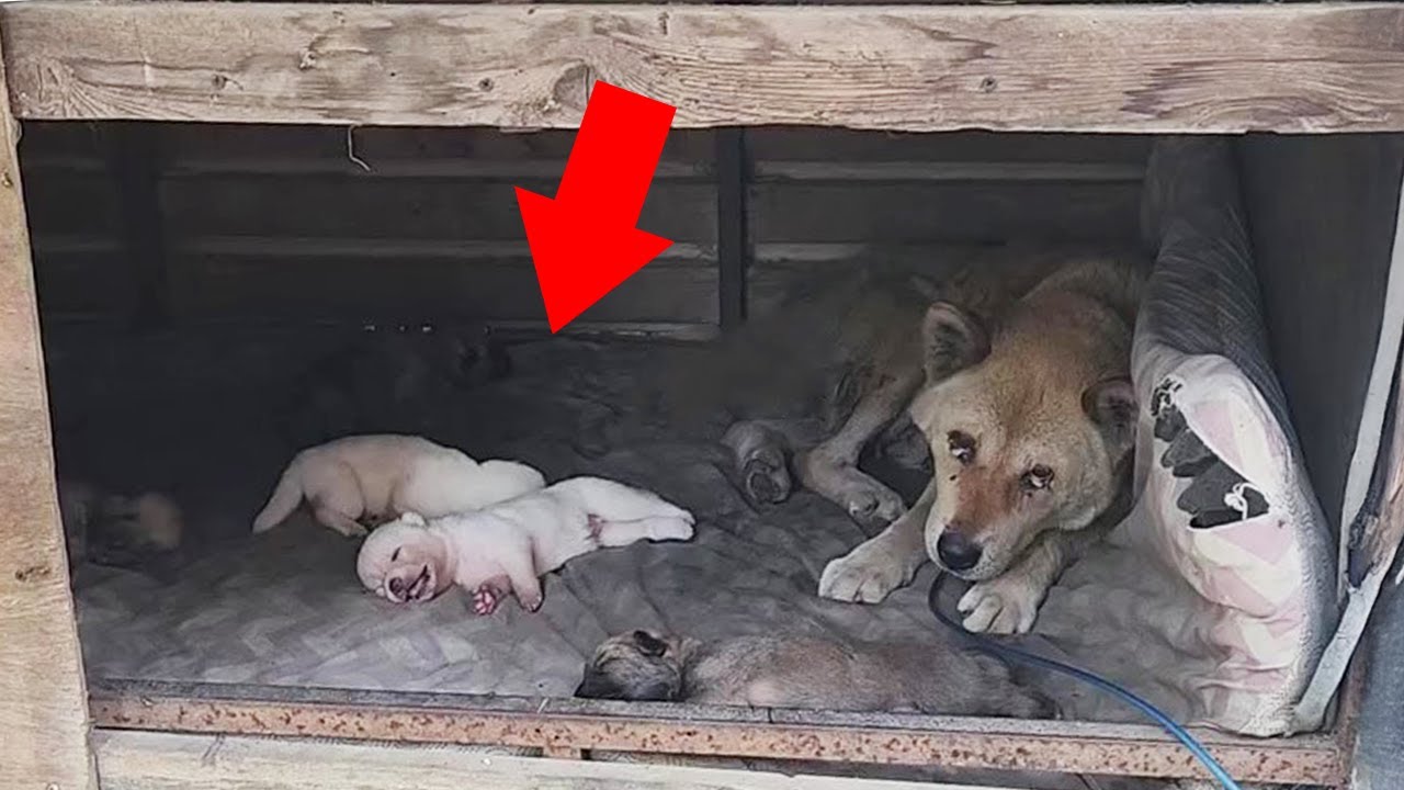 Her Last Wish Wasn’t for Herself… But to Save Her Helpless Newborn Puppies