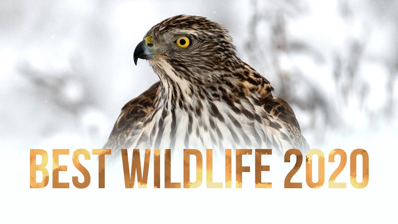 BEST WILDLIFE PHOTOGRAPHY 2020 || Goshawk, Arctic Fox, Puffin, Capercaillie, Badger, Jay, Nikon Z6