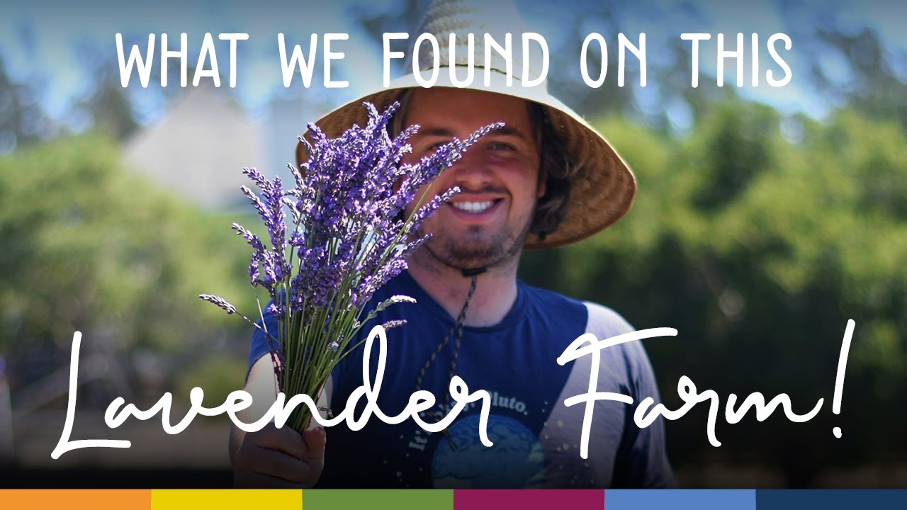 You'll never believe what you can do at this Lavender Farm in Lompoc California!
