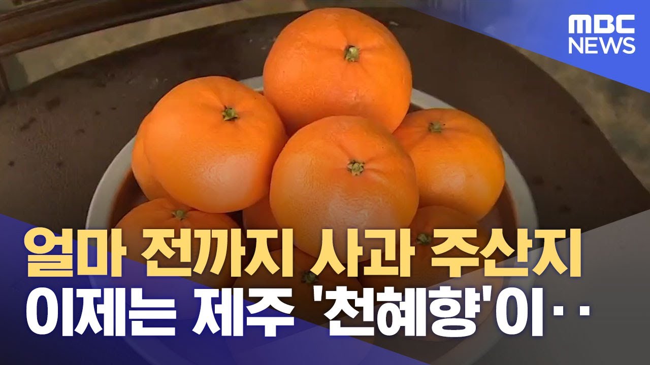 사과에서 천혜향으로‥ 기후 변화가 바꾼 과일 지도 (2026.01.14/뉴스데스크/광주MBC)
