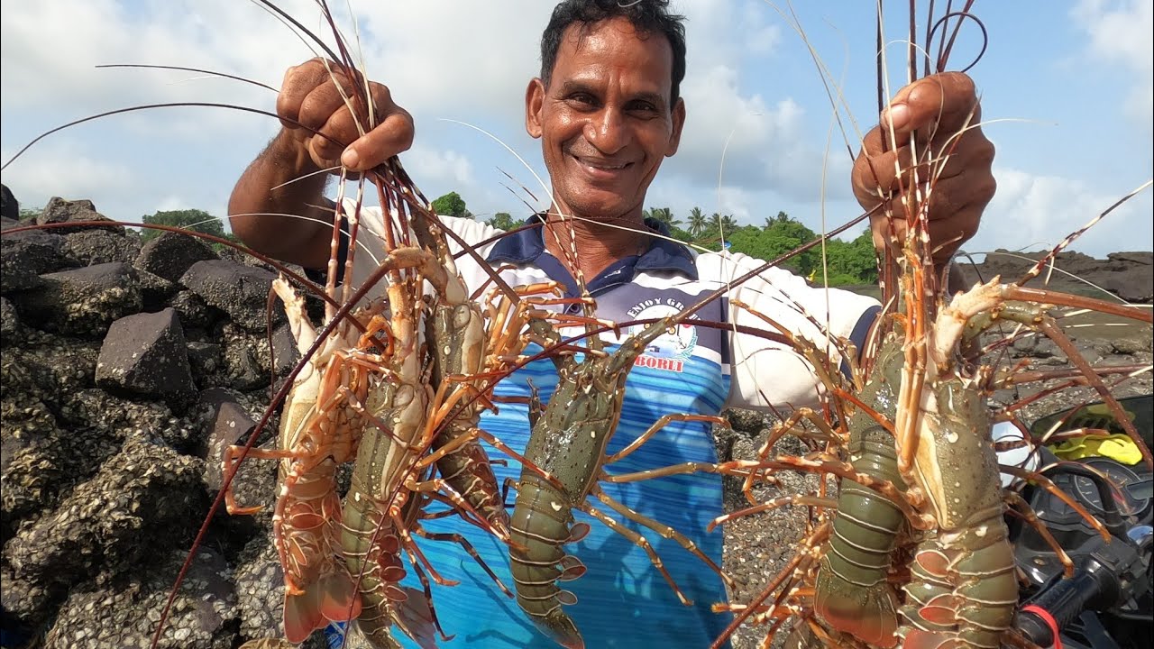 Lobster fishing  कोळी लोकांची मेहनत. ( शेऊंड मासेमारी )