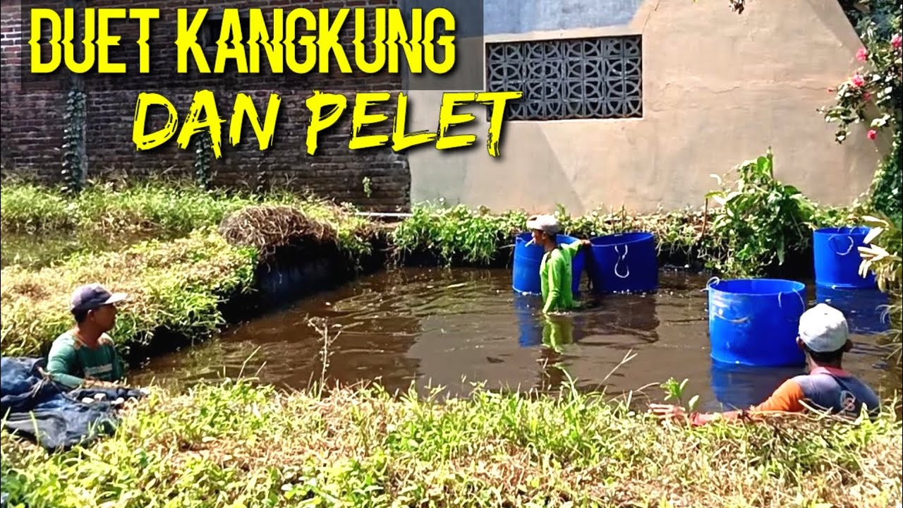 🔴Panen kolam kecil pak Ruqin tebar padat 1000 ekor 10 bln panen‼️
