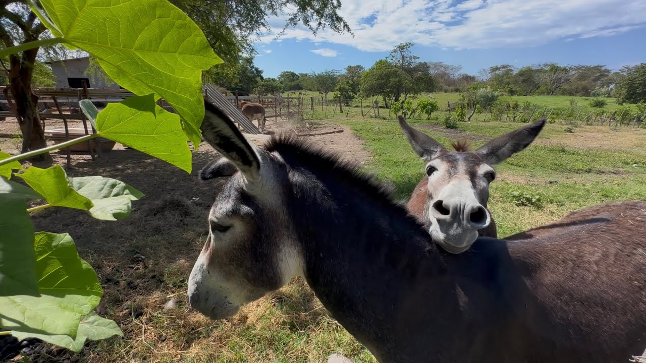 Burros sabaneros quien se acuerda cuando los curamos por los gusanos 