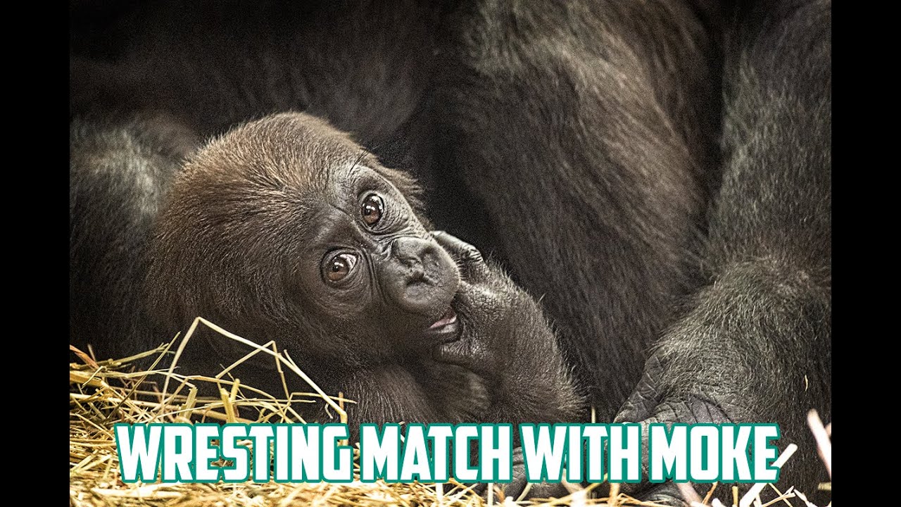 #gorillastory Moke wants to hold Zahra; Calaya and Moke wrestle #NationalZoo