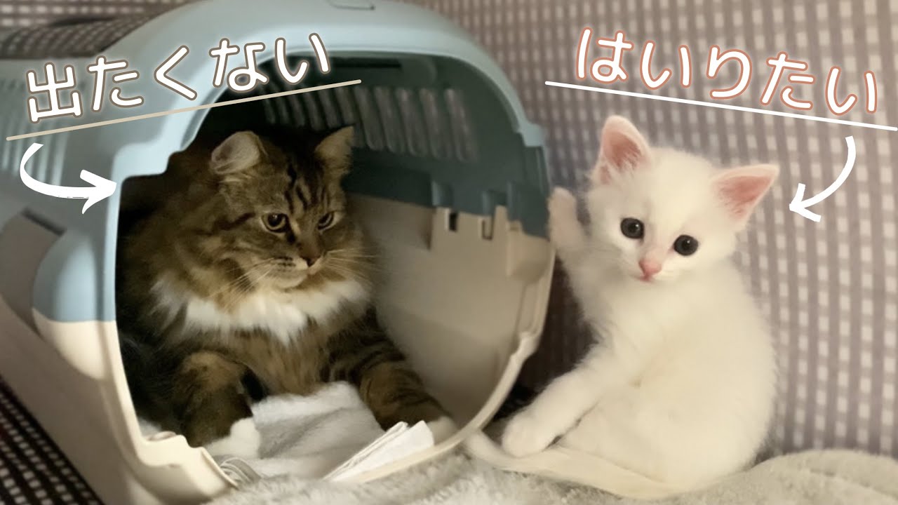 お昼寝スポットをめぐる壮絶なバトルが起こっていました…