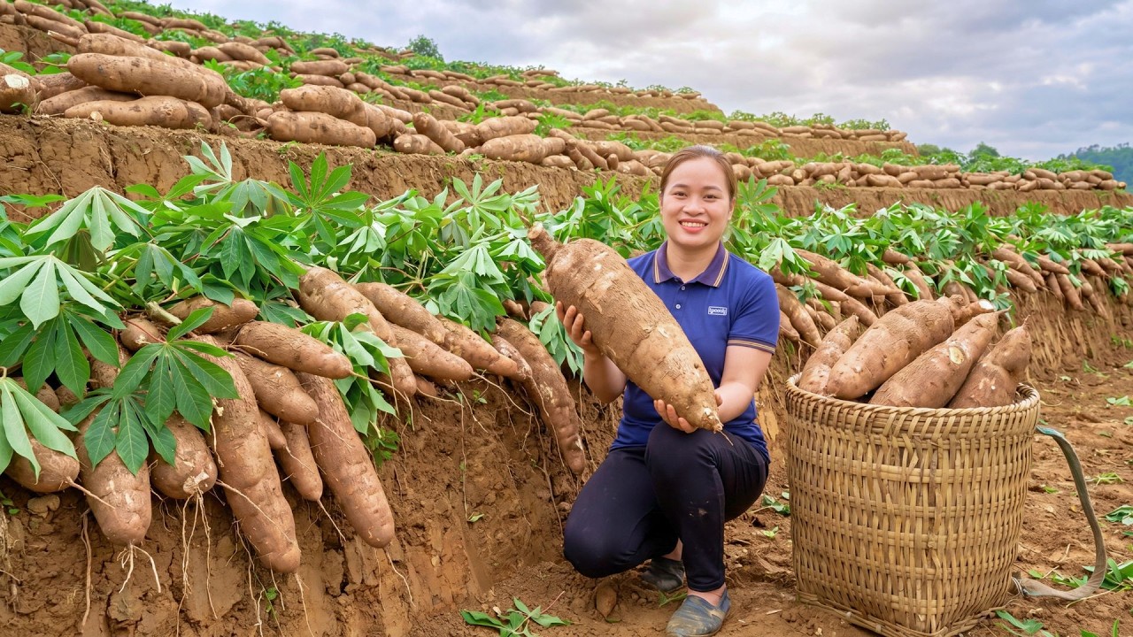 Harvesting Thousands Of Giant Cassava Roots And Bringing Them To The Market To Sell, Cooking