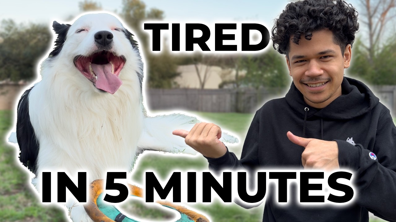 How I Exhaust My Dog Mentally & Physically in 5 Minutes