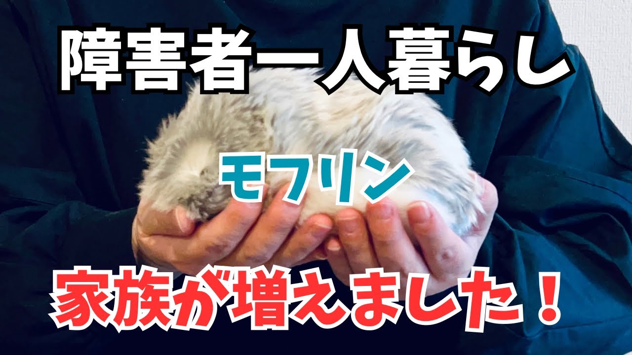 【モフリン】初めて家族ができました【Moflin】ペットロボット / 一人暮らし / 癒し