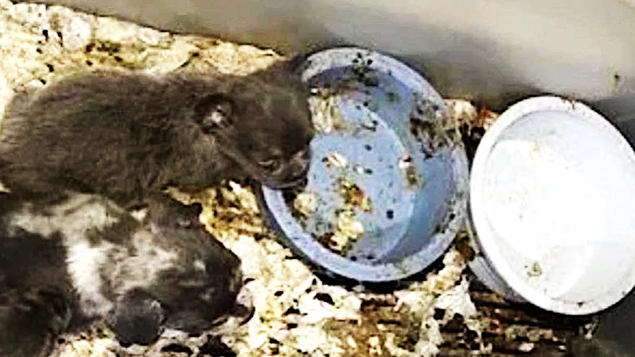 Rescue The Bulldog From One Of The Scariest Puppy Farms In The World